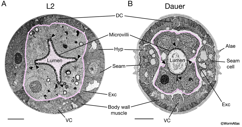 DIntFIG 1. Anterior intestinal cells in L2 and dauer larvae.